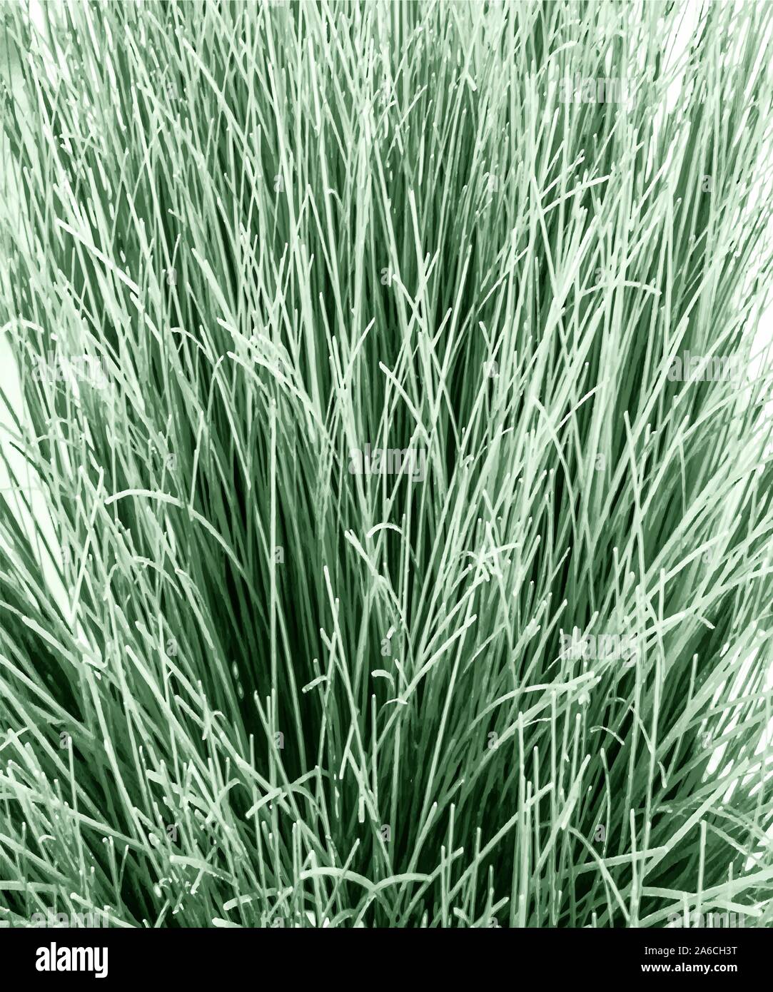 closeup of the grass herbs Stock Vector