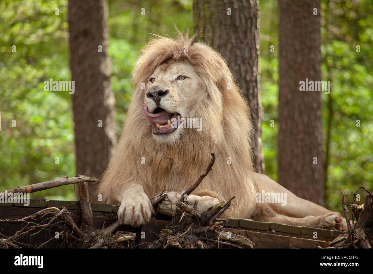 Portrait of a white lion Stock Photo - Alamy