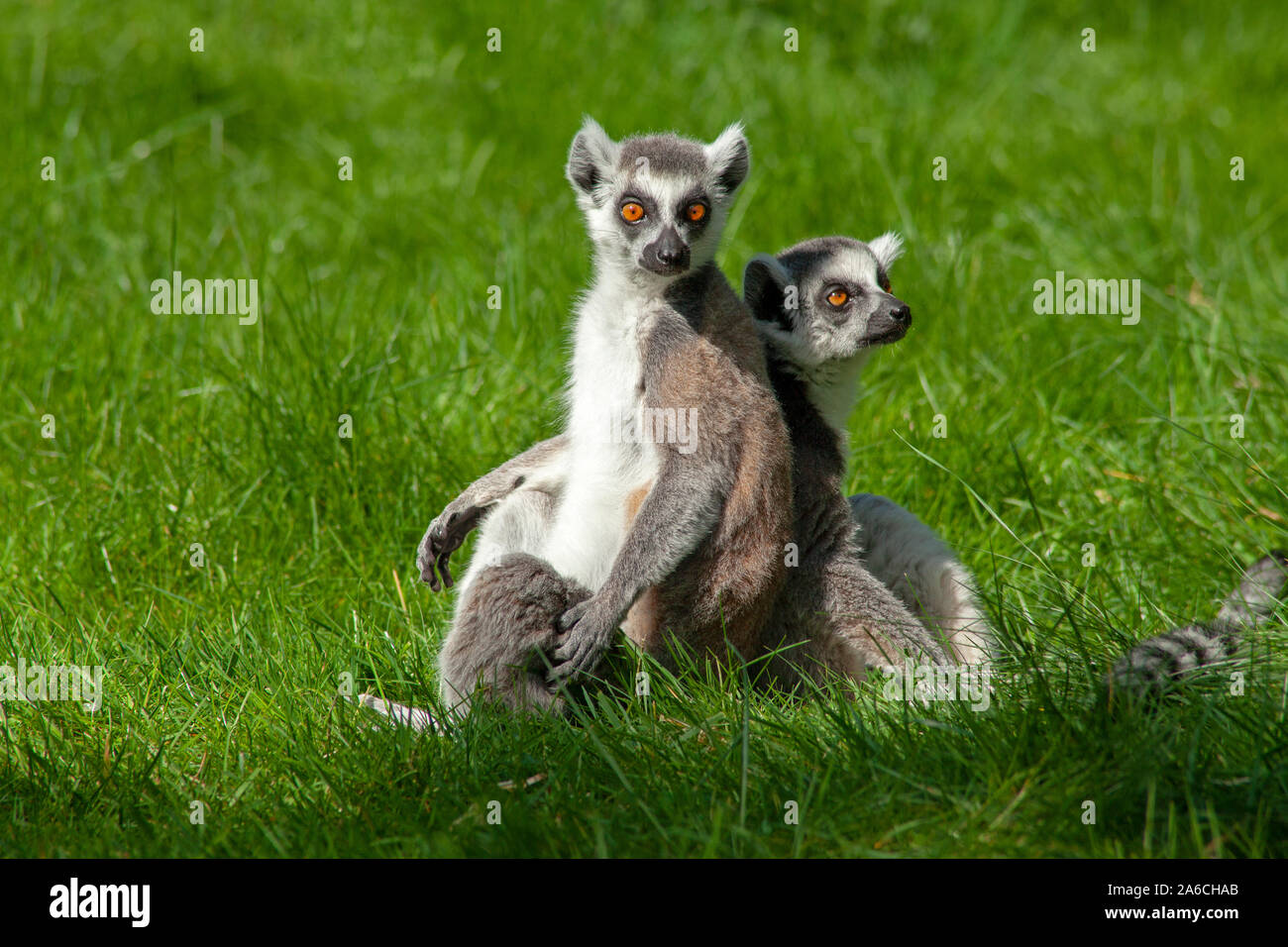 Two ring-tailed lemurs are sitting beside each other in a meadow. Stock Photo