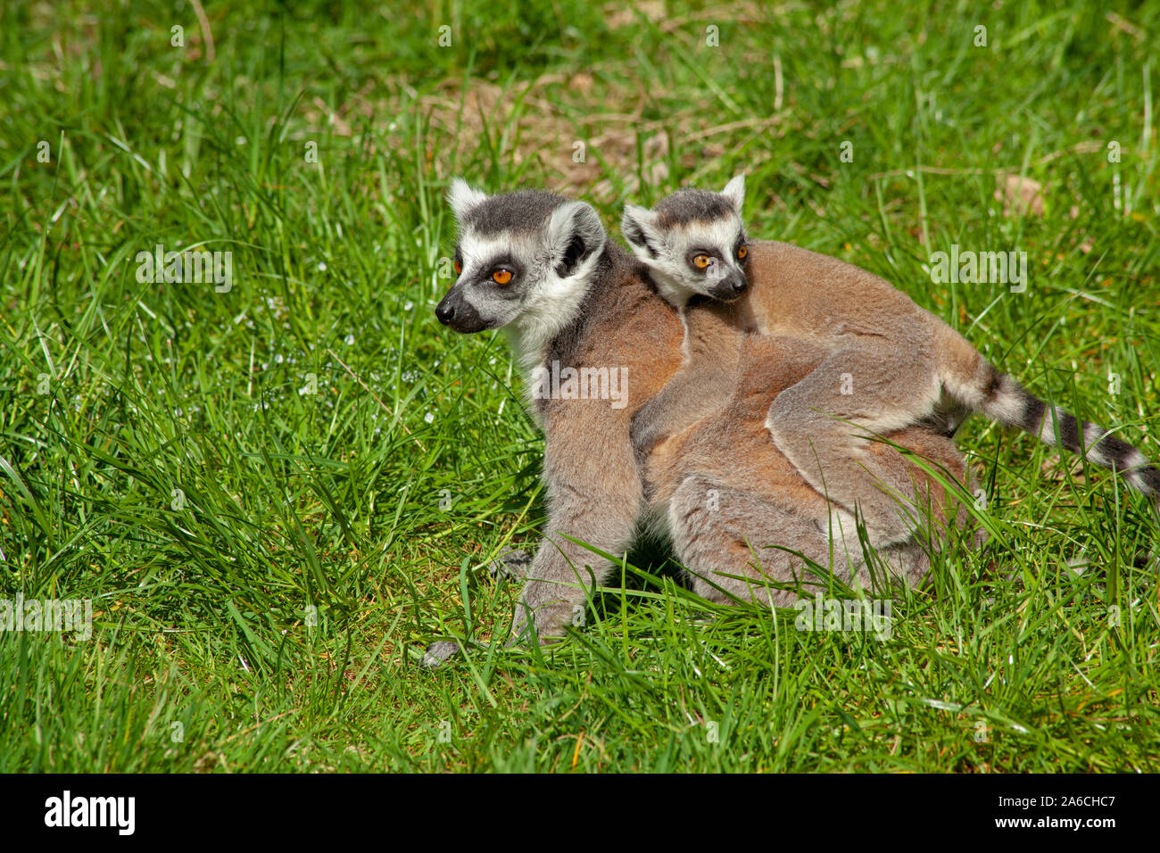 Portrait of a ring-tailed lemur carrying its child. Stock Photo