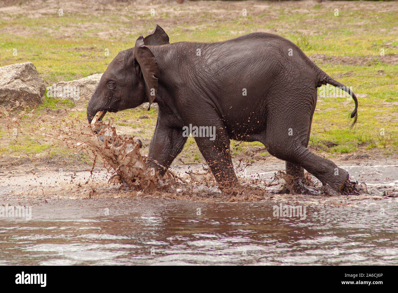 A young African bush elephant is walking through a pond. Stock Photo