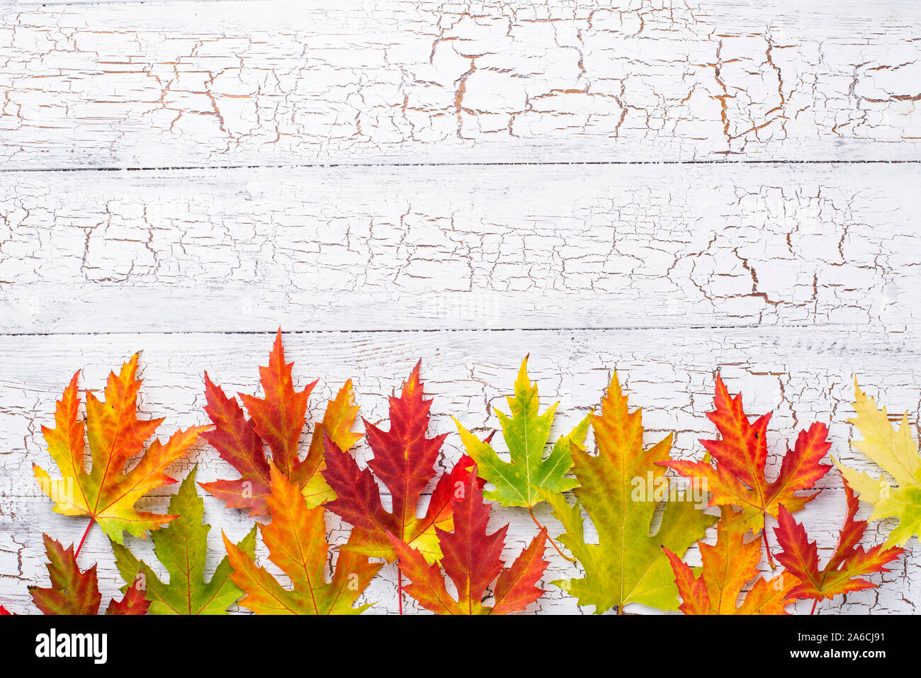 Autumn background with maple leaves Stock Photo - Alamy