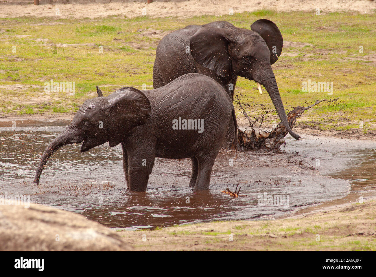 Two young African bush elephants are playing in a pond. Stock Photo