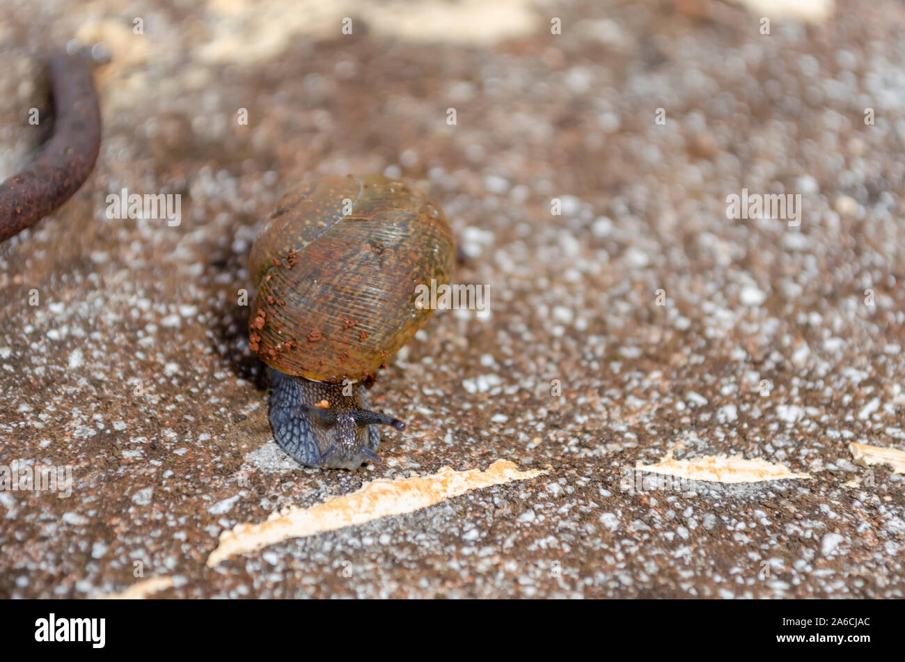 Facing Shell Snail On Concrete Stock Photo Alamy