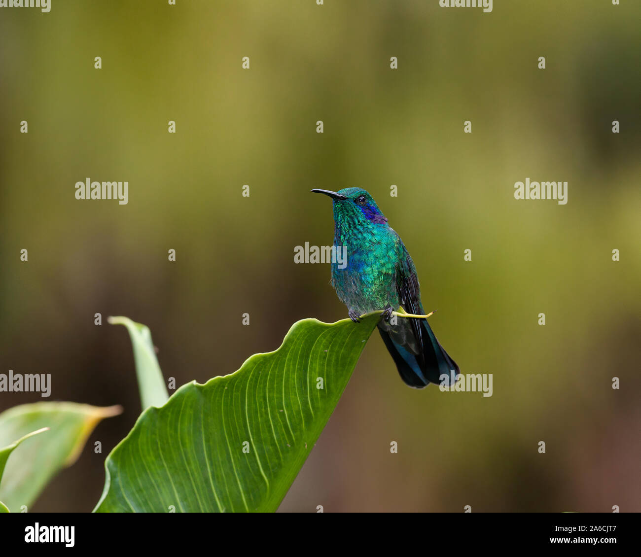 Green Violetear Hummingbird, Colibri thalassinus, perches on a large leaf in the Savegre River