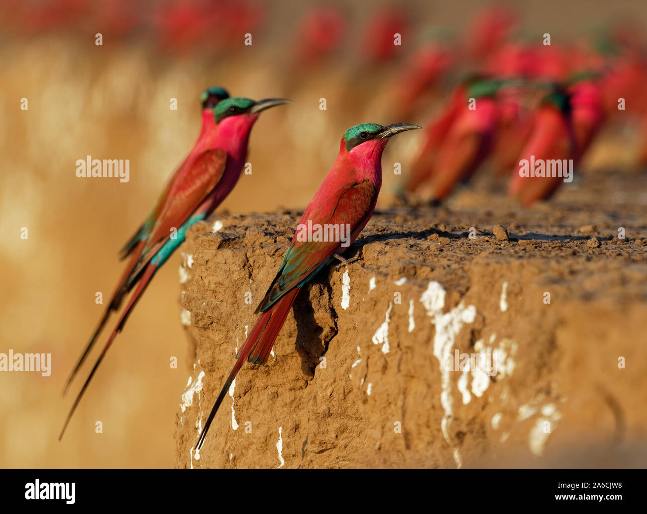 Beautiful Red Bird Southern Carmine Bee Eater Merops Nubicus Nubicoides Flying And Sitting On Their Nesting Colony In Mana Pools Zimbabwe Africa Stock Photo Alamy