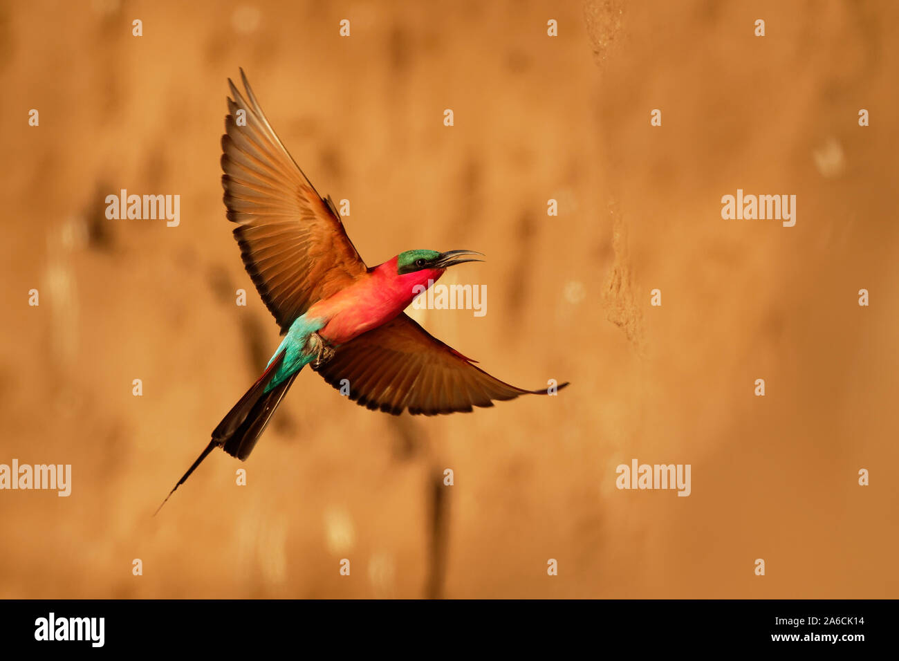 Beautiful red bird - Southern Carmine Bee-eater - Merops nubicus nubicoides flying and sitting on their nesting colony in Mana Pools Zimbabwe, Africa. Stock Photo