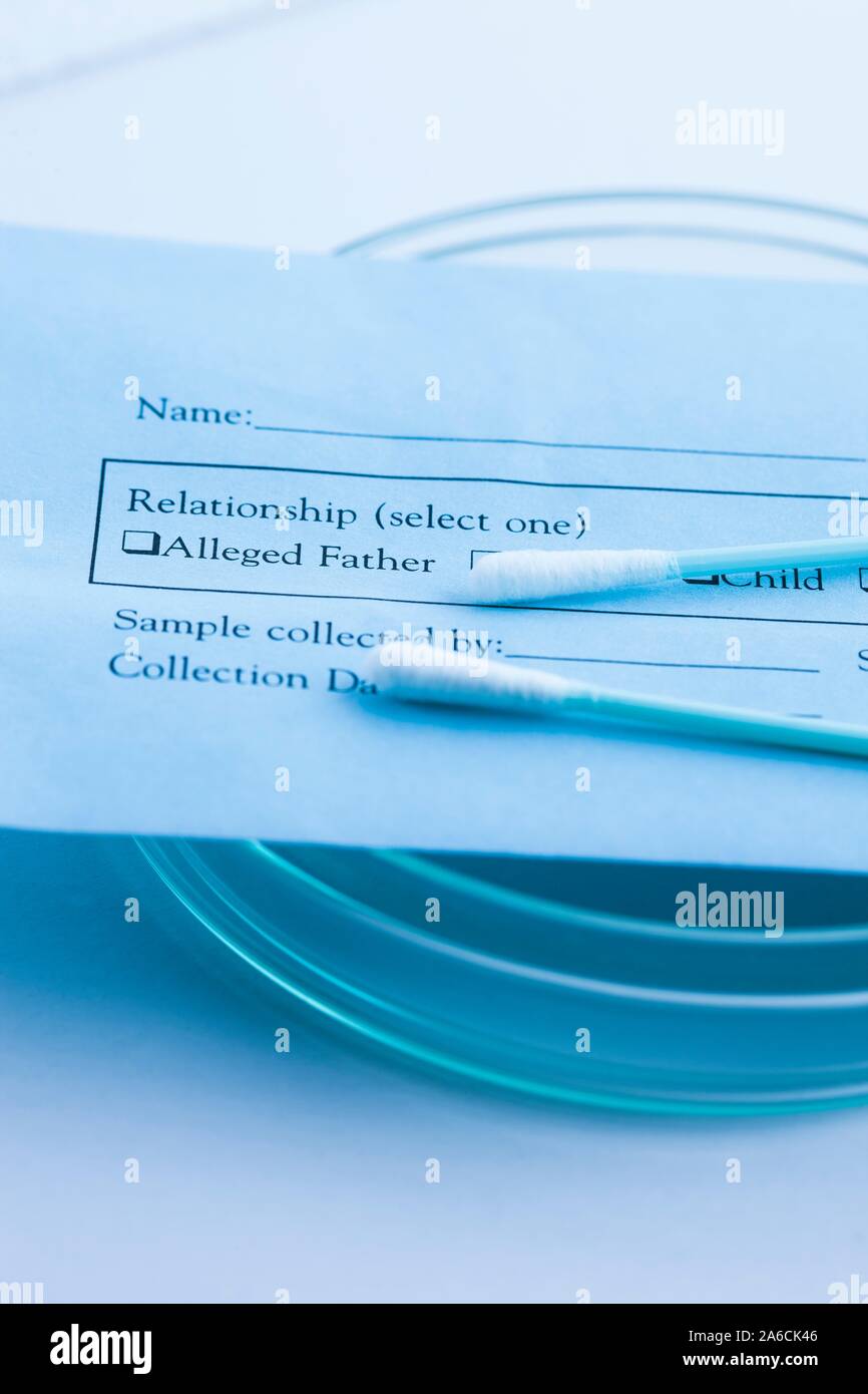 DNA paternity test. Genetic testing using a home test kit with sterile cotton swabs. The swab is used to collect a sample of cells from the lining of the mouth. DNA (deoxyribonucleic acid) is extracted from the cells and analysed to determine the genetic sequence. Genetic testing may be used to establish paternity, to identify criminals or to determine if someone is predisposed to a disease. Stock Photo