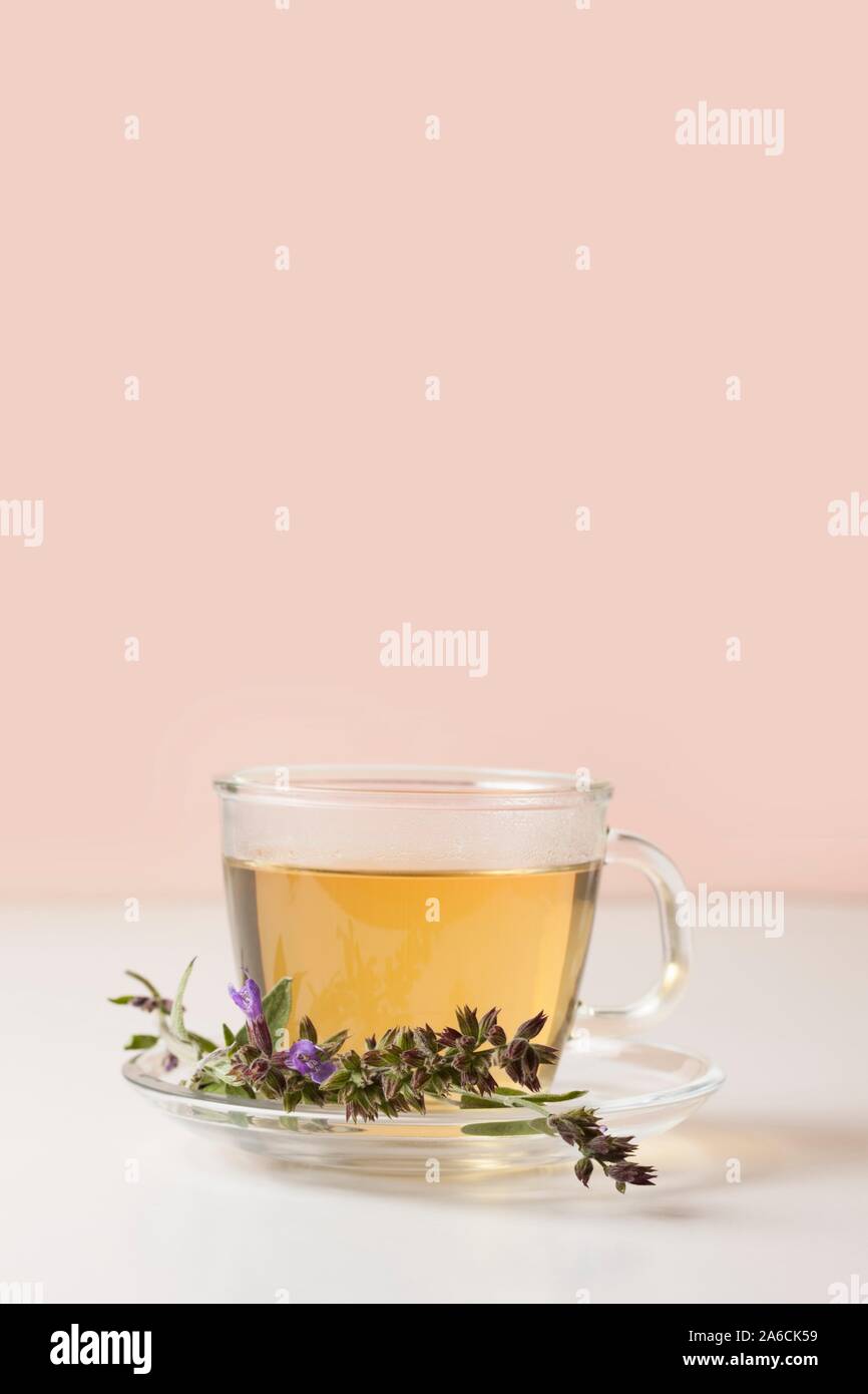 Cup of fresh sage (Salvia officinalis) tea with sage flowers. Sage is a  herb that can be used as an infusion or tea. It may have anti-inflammatory  and antimicrobial effects. It also