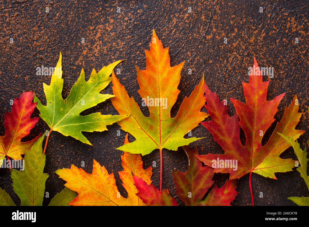 Autumn background with maple leaves Stock Photo - Alamy