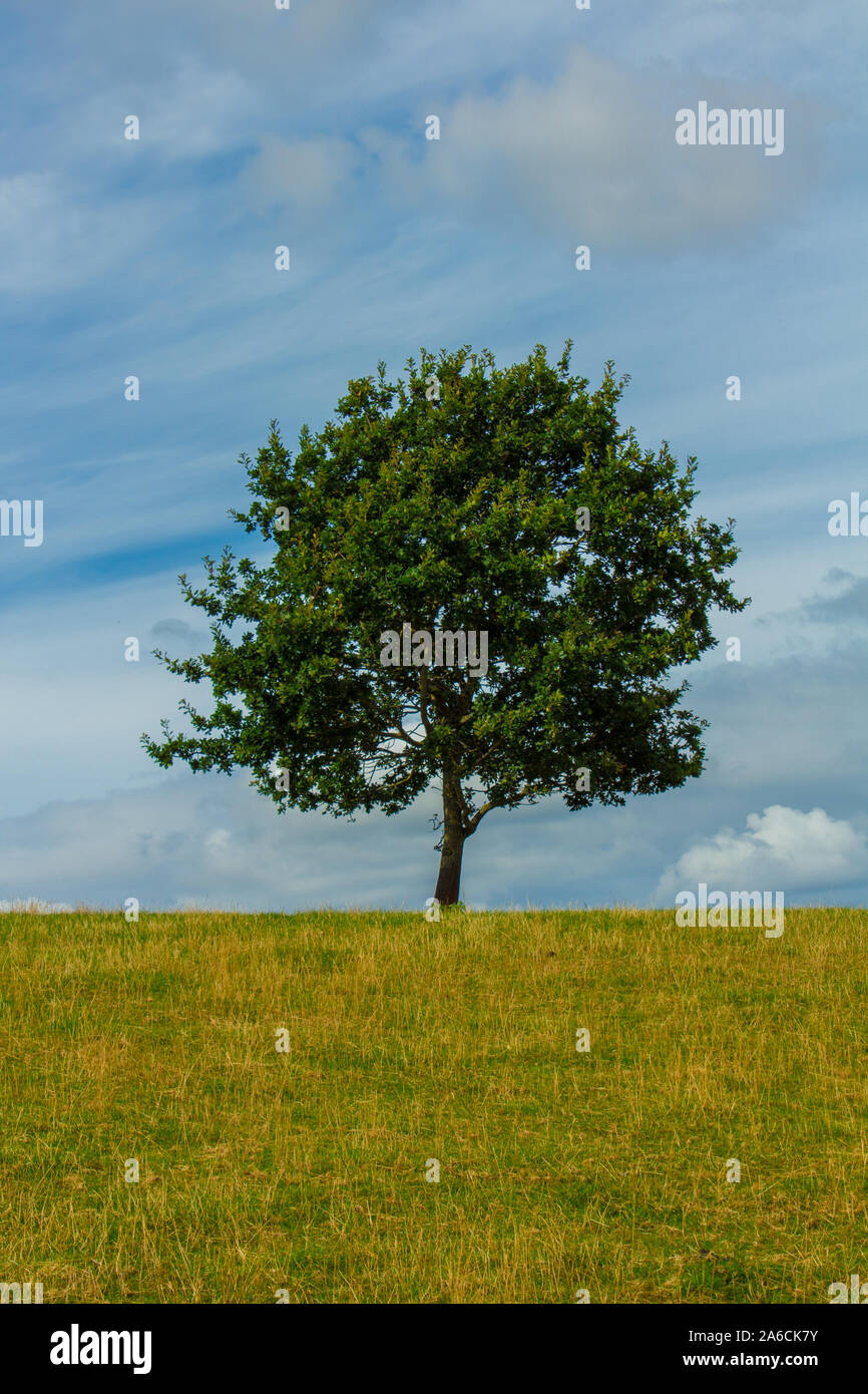 Single lonely tree in hi-res stock photography and images - Alamy