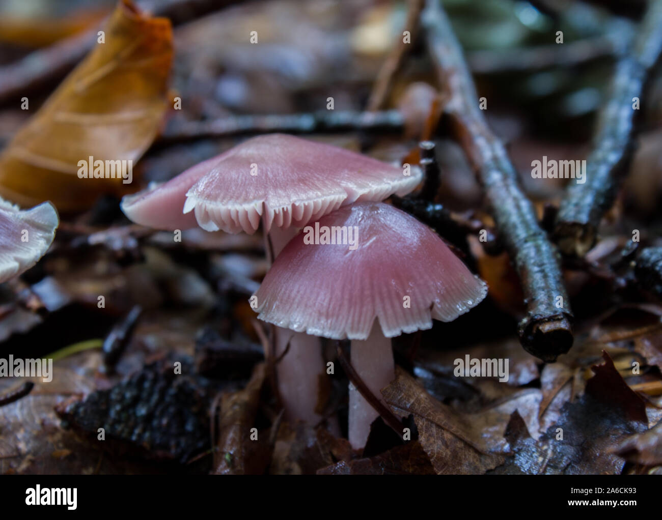 Lilac Bonnet Mushroom (Mycena pura) Stock Photo