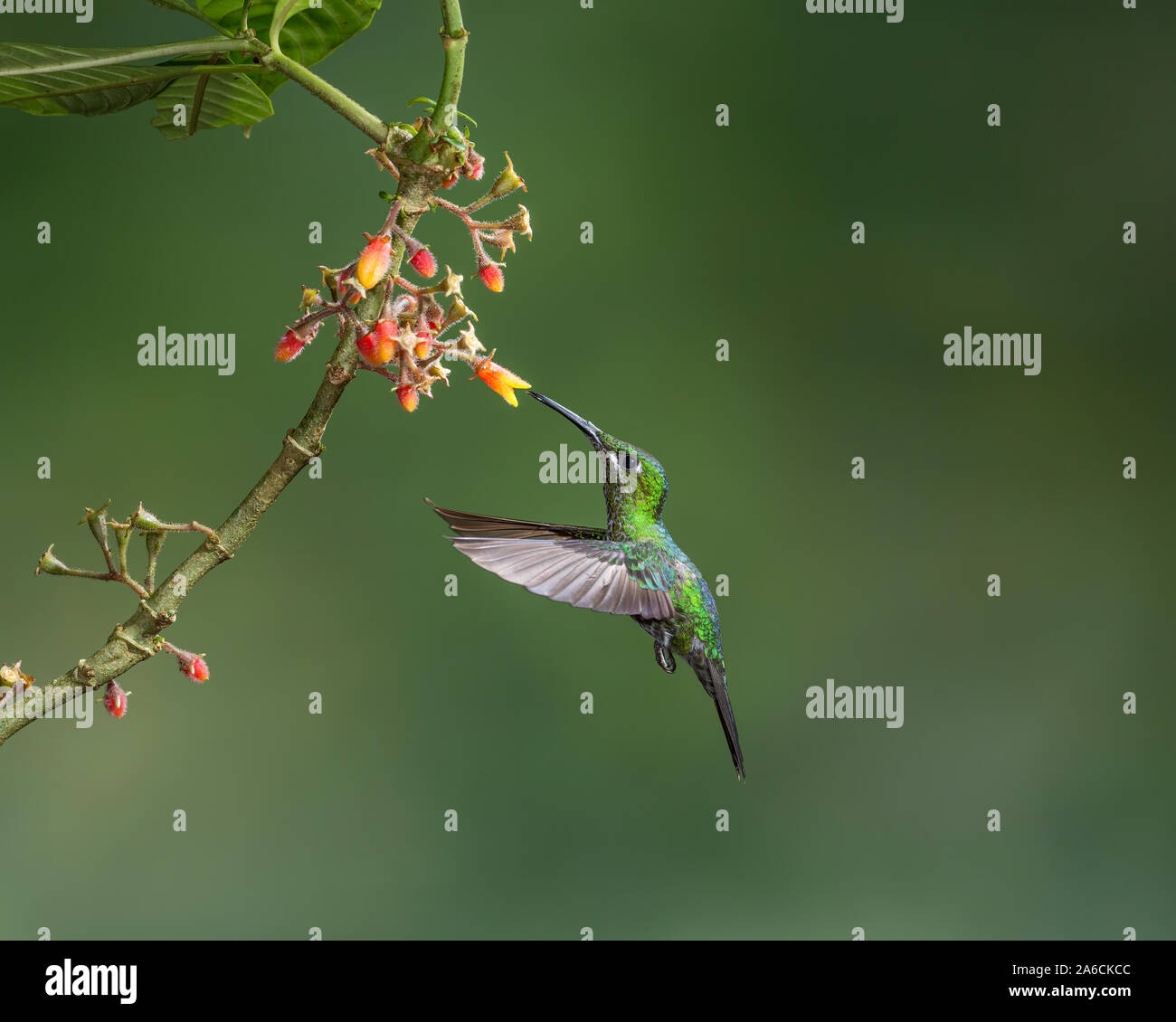 A female Green-crowned Brilliant Hummingbird, Heliodoxa jacula, feeds on the nectar of a tropical Rubiaceae plant in Costa Rica. Stock Photo