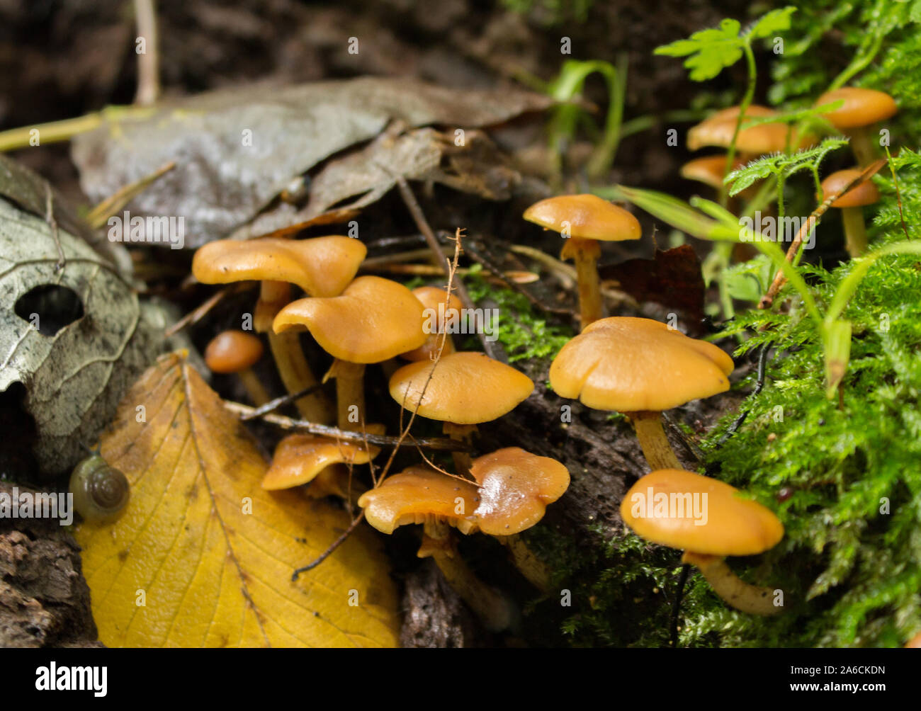 Galerina Marginata, Funeral Bell Mushrooms Stock Photo