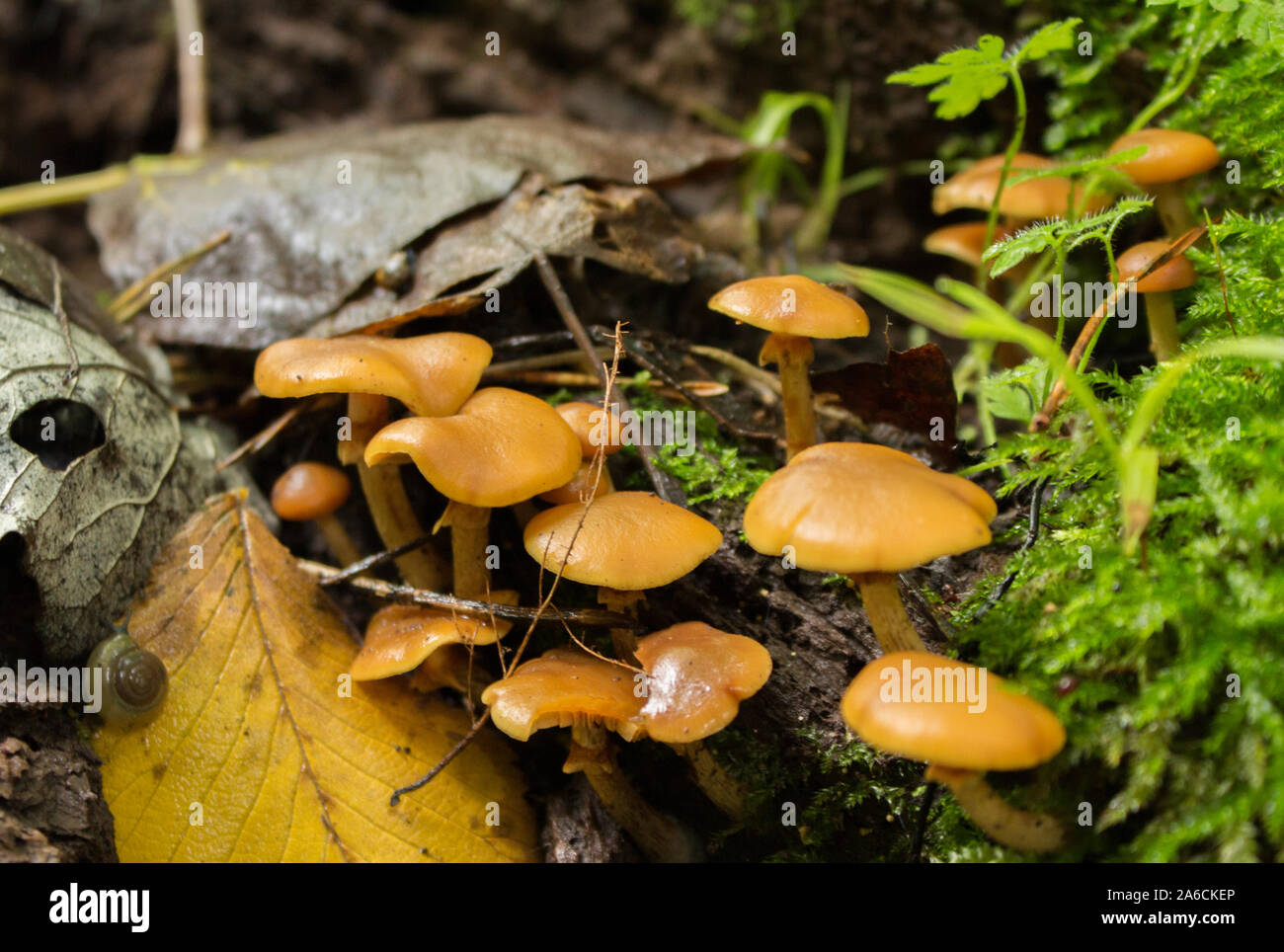 Galerina Marginata, Funeral Bell Mushrooms Stock Photo Alamy