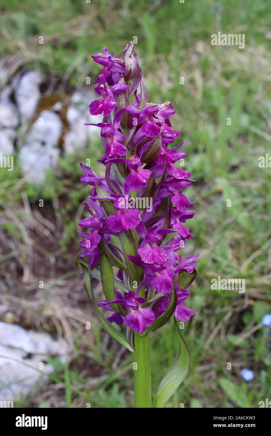 Dactylorhiza sambucina - wild orchid Stock Photo