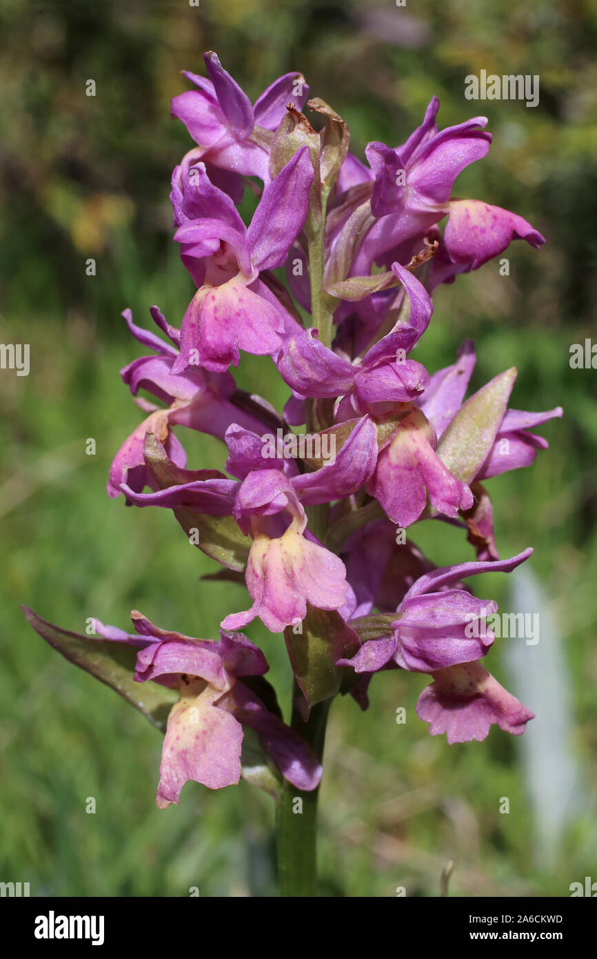 Dactylorhiza sambucina - wild orchid Stock Photo