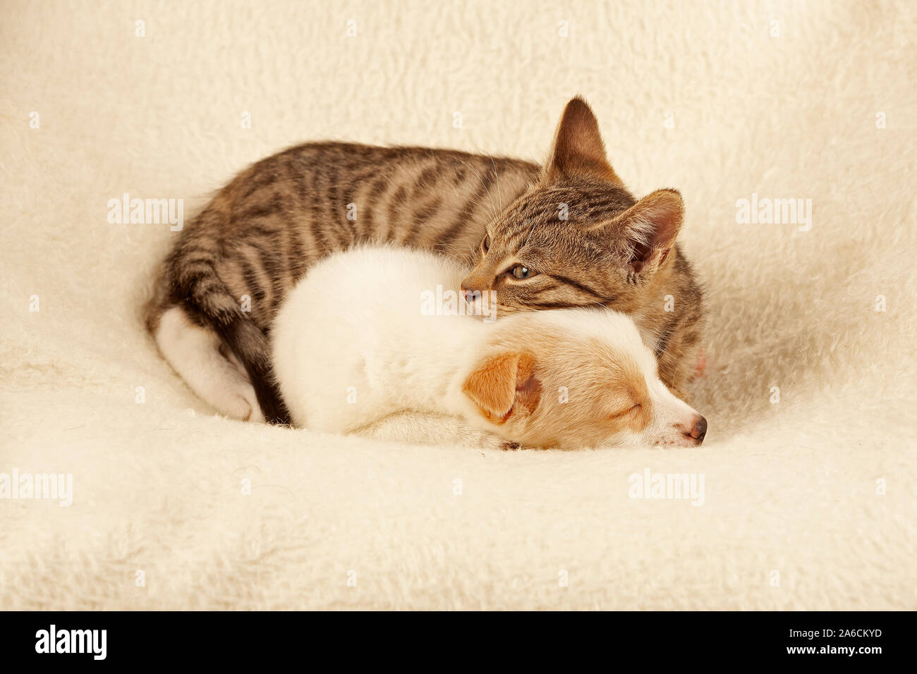 junges Kätzchen und junger Hund schlafen friedlich nebeneinander | Portrait of a young kitten and a young pup peacefully asleep beside each other. Stock Photo