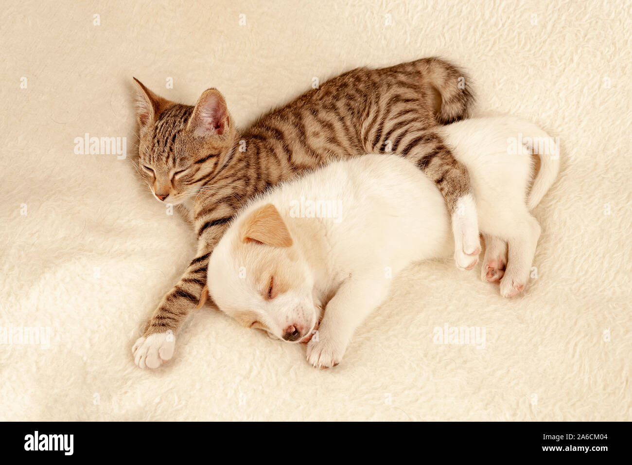 junges Kätzchen und junger Hund schlafen friedlich nebeneinander | Portrait of a young kitten and a young pup peacefully asleep beside each other. Stock Photo