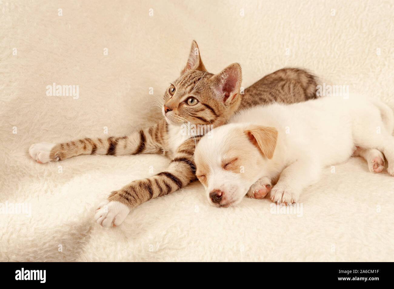junges Kätzchen und junger Hund liegen friedlich nebeneinander | Portrait of a young kitten and a young pup peacefully lying beside each other. Stock Photo