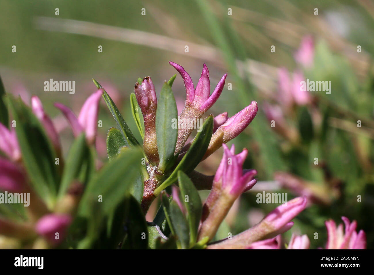 Daphne Domini Wild Flower Stock Photo Alamy