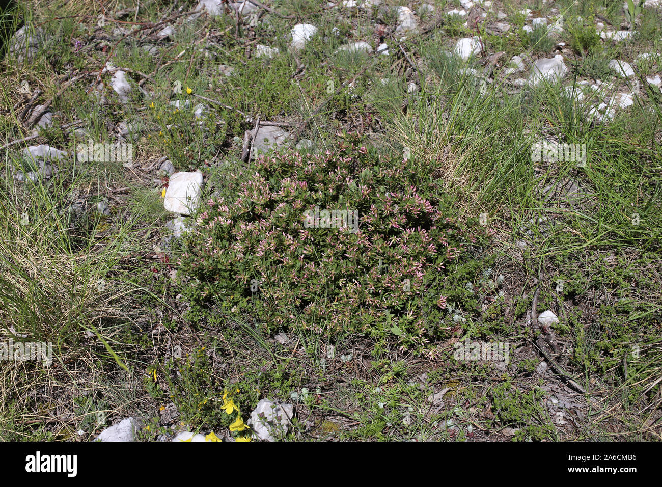 Daphne domini - wild flower Stock Photo