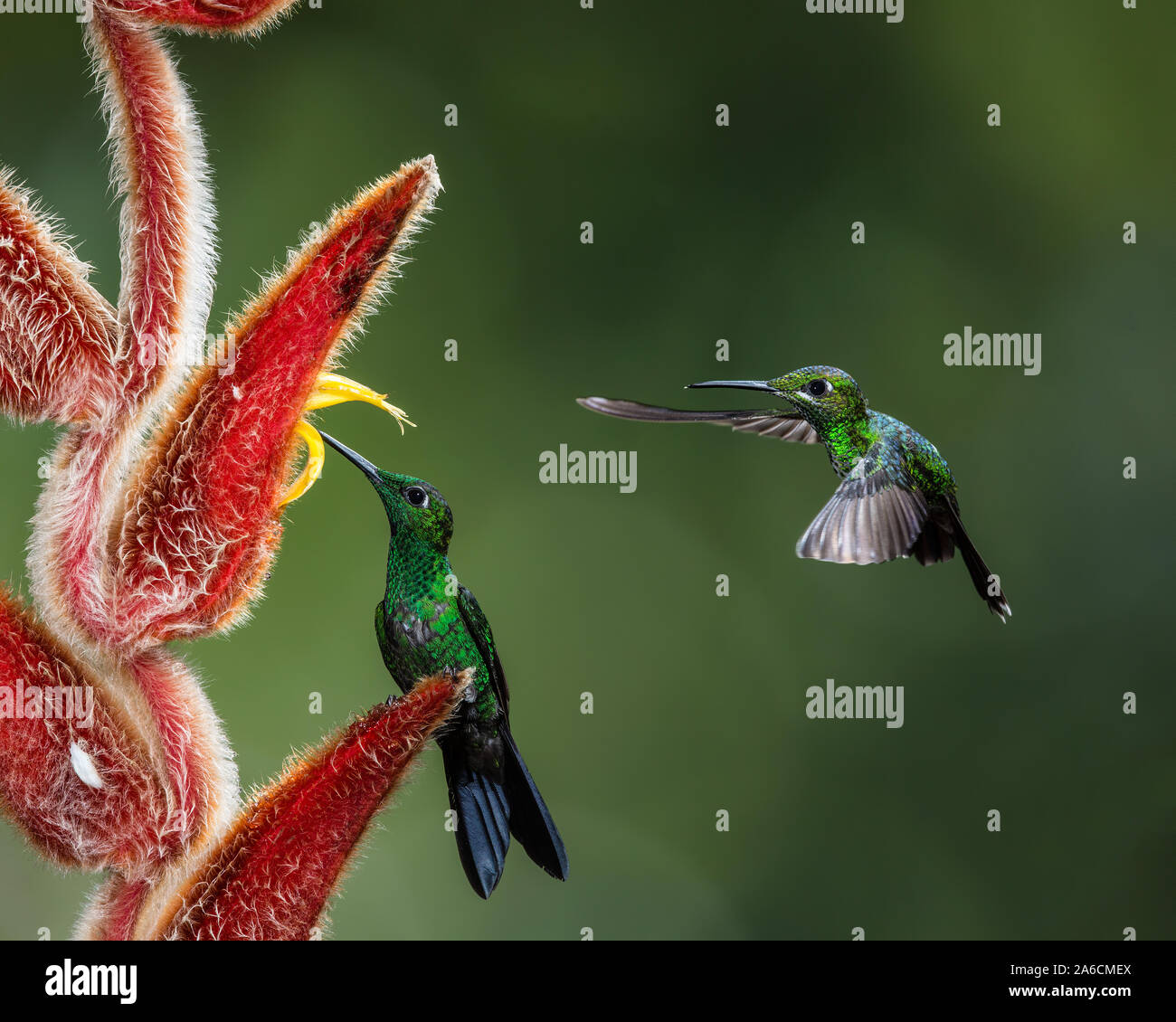 A male Green-crowned Brilliant Hummingbird, Heliodoxa jacula, feeds while a female approaches his feeding spot in Costa Rica. Stock Photo