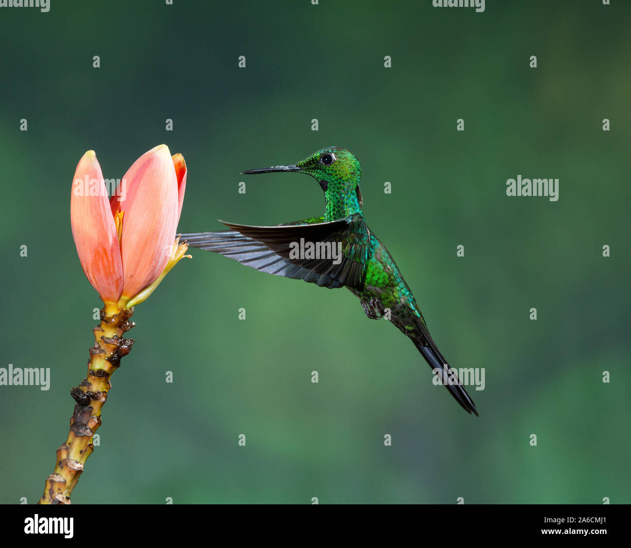 A male Green-crowned Brilliant Hummingbird, Heliodoxa jacula, feeds on the nectar of a tropical banana plant in Costa Rica. Stock Photo