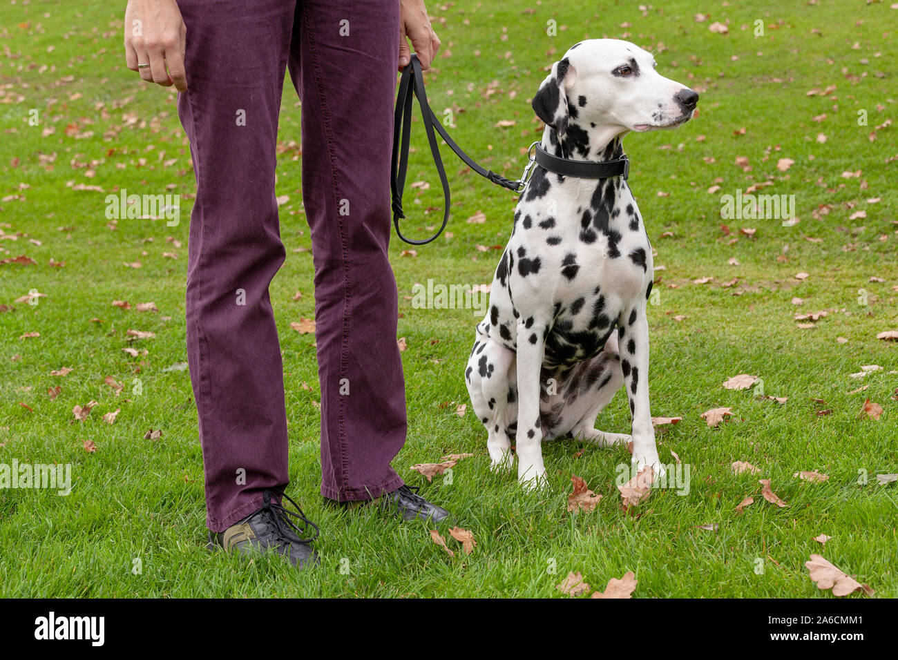 Portrait of a Dalmatian sitting beside its lordling. Stock Photo