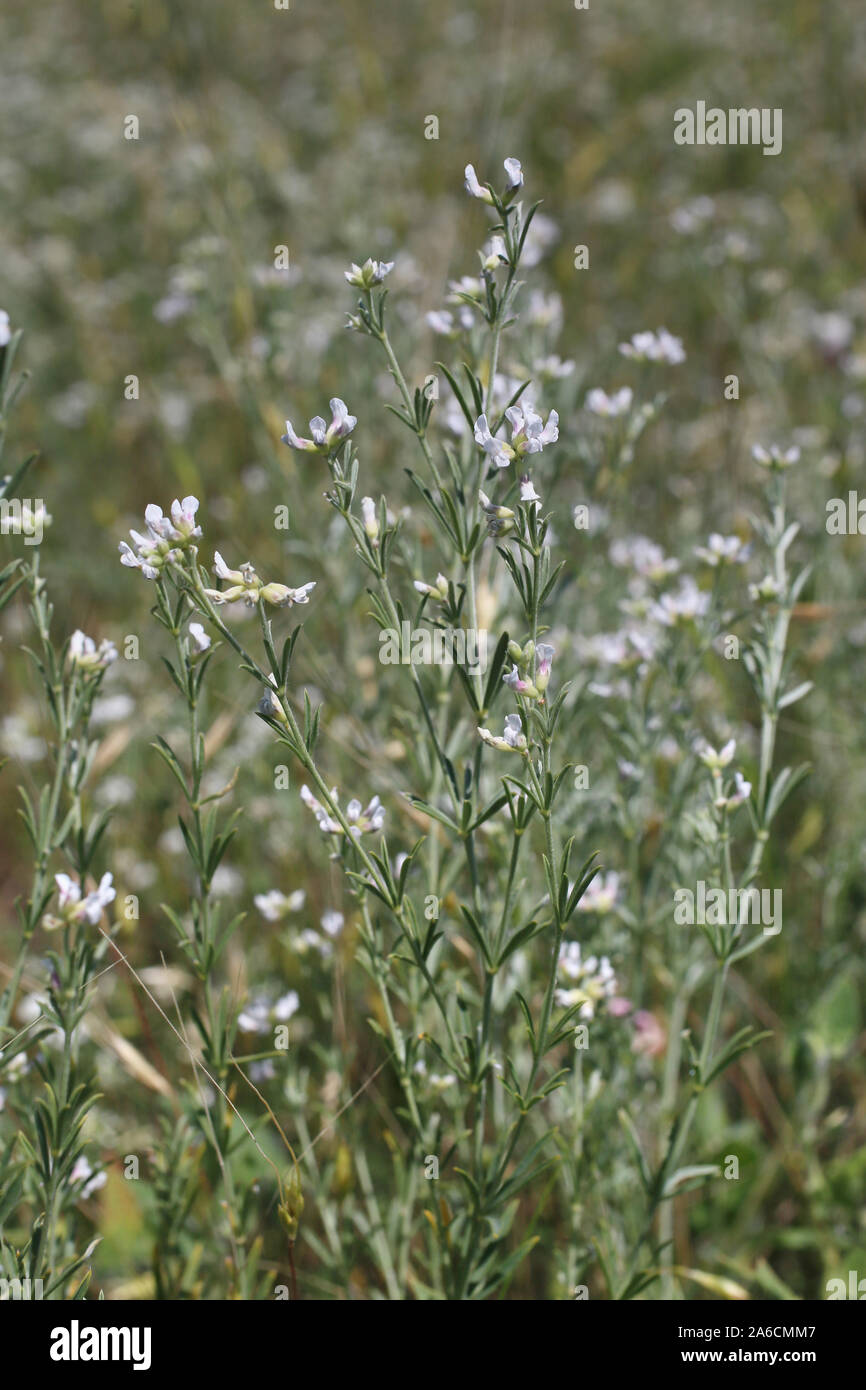 Dorycnium haussknechtii - wild flower Stock Photo