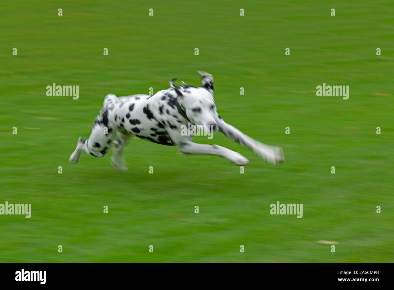 A Dalmatian is running across a meadow. Stock Photo