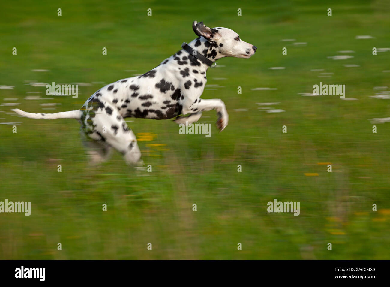 A Dalmatian is running across a meadow. Stock Photo