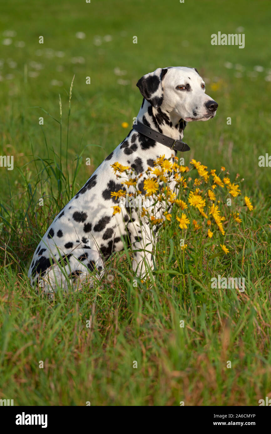 Portrait of a Dalmatian sitting in a meadow. Stock Photo
