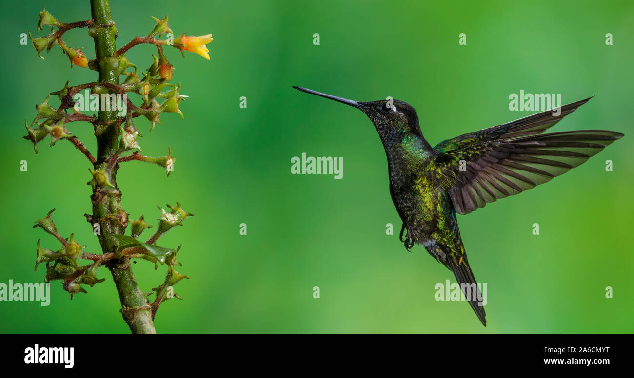 A male Magnificent Hummingbird, Eugenes fulgens, approaches a tropical Rubiaceae flower in Costa Rica in order to feed on the nectar. Stock Photo