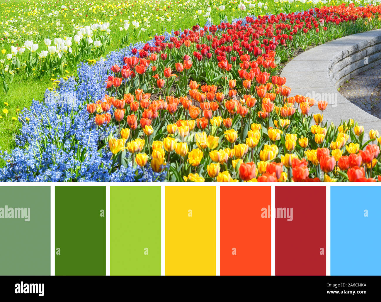 Color matching palette from tulips in Spring, colorful flowerbed with tulips and hyacinth in the park outdoors Stock Photo