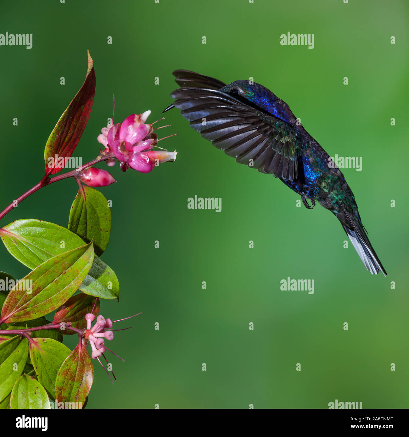A male Violet Sabrewing Hummingbird, Campylopterus hemileucurus, approaches a tropical blueberry flower to feed on nectar in Costa Rica. Stock Photo