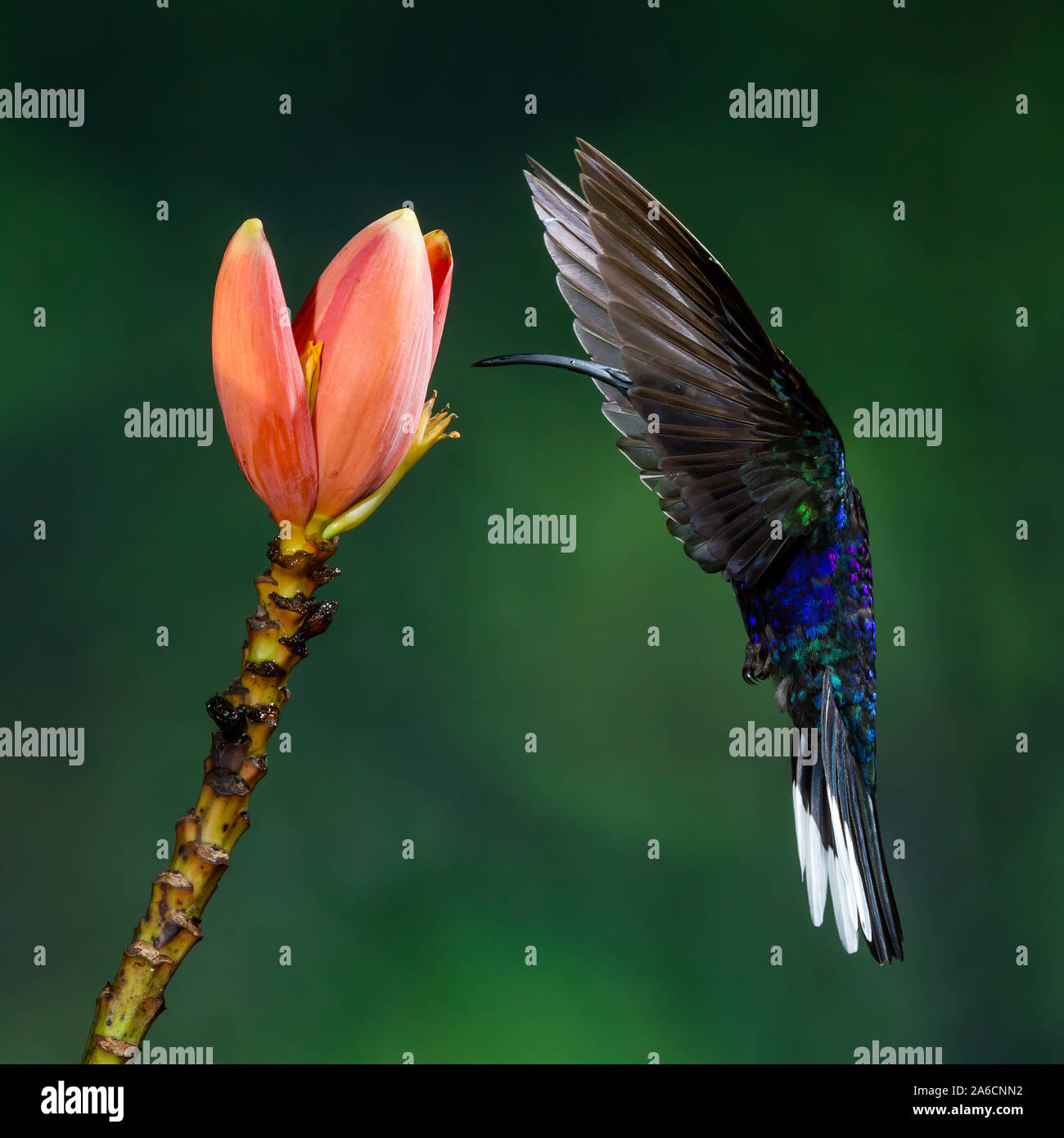 A male Sabrewing Hummingbird, Campylopterus hemileucurus, approaches a tropical banana flower to feed on nectar in Costa Rica.  Note the bird's eye, v Stock Photo