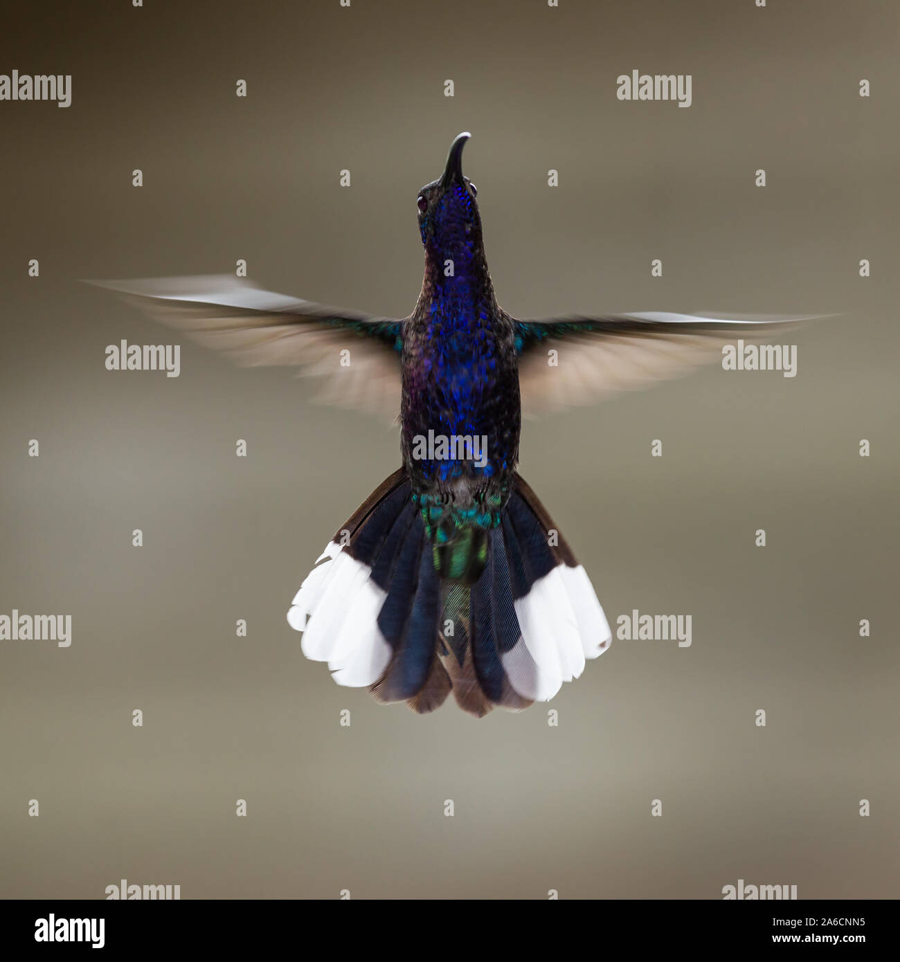 A male Violet Sabrewing Hummingbird, Campylopterus hemileucurus, photographed with a combination of ambient light and high-speed flash. Stock Photo