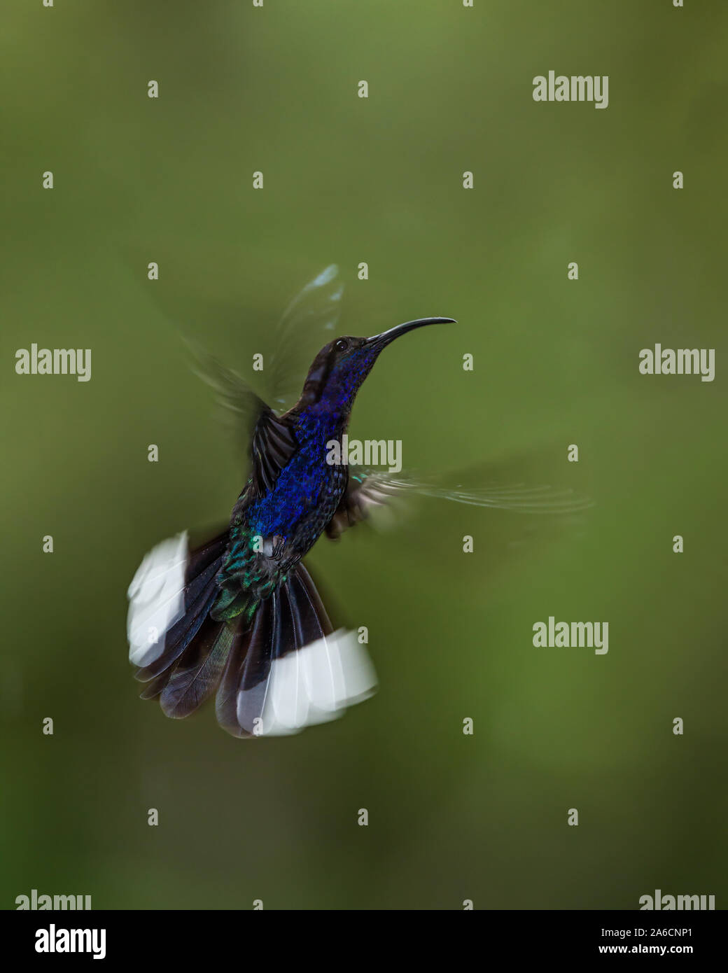 A male Violet Sabrewing Hummingbird, Campylopterus hemileucurus, photographed with a combination of ambient light and high-speed flash. Stock Photo