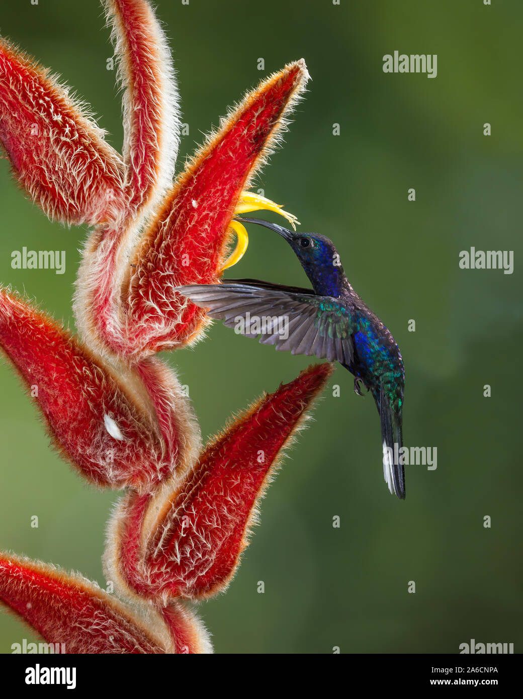 A male Violet Sabrewing Hummingbird, Campylopterus hemileucurus, feeds on the nectar of the flower of a tropical Hairy Heliconia in Costa Rica. Stock Photo