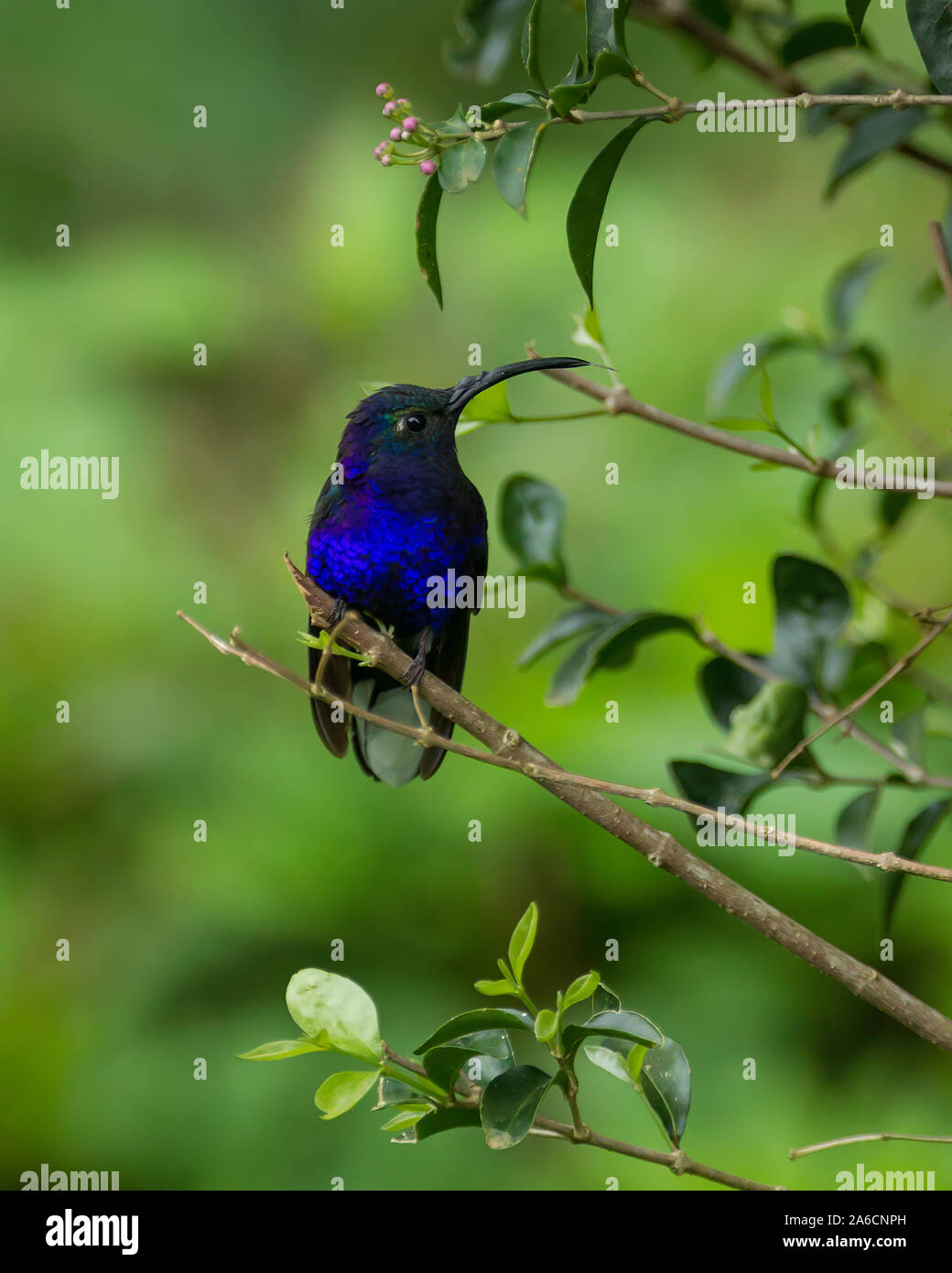A male Violet Sabrewing Hummingbird, Campylopterus hemileucurus, perches on a branch in the rain forest of Costa Rica. Stock Photo