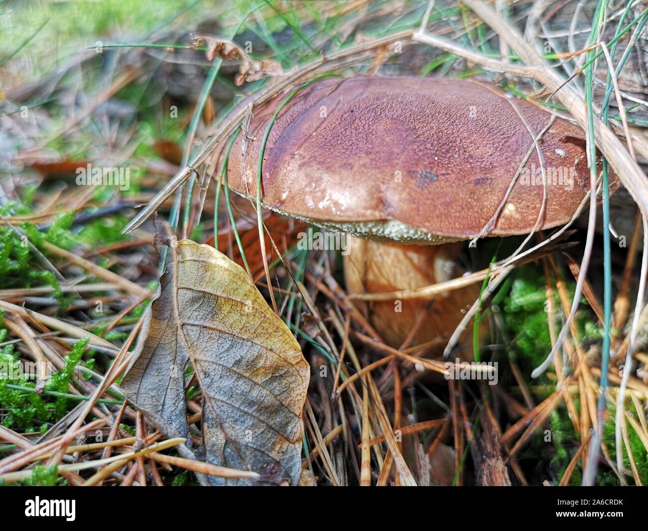 Ceps mushroom in grass with dry pine needles, close-up on edulis or porcini variety of edible mushroom Stock Photo