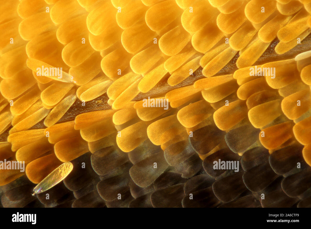 Butterfly scales Stock Photo