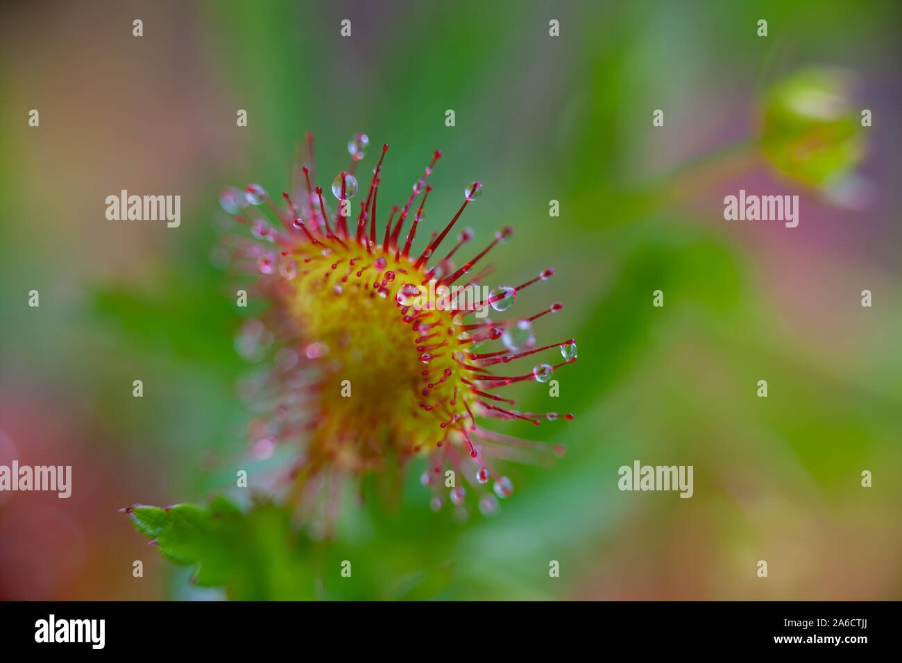 Round-leaved sundew or common sundew (Drosera rotundifolia), Rundsileshår Stock Photo