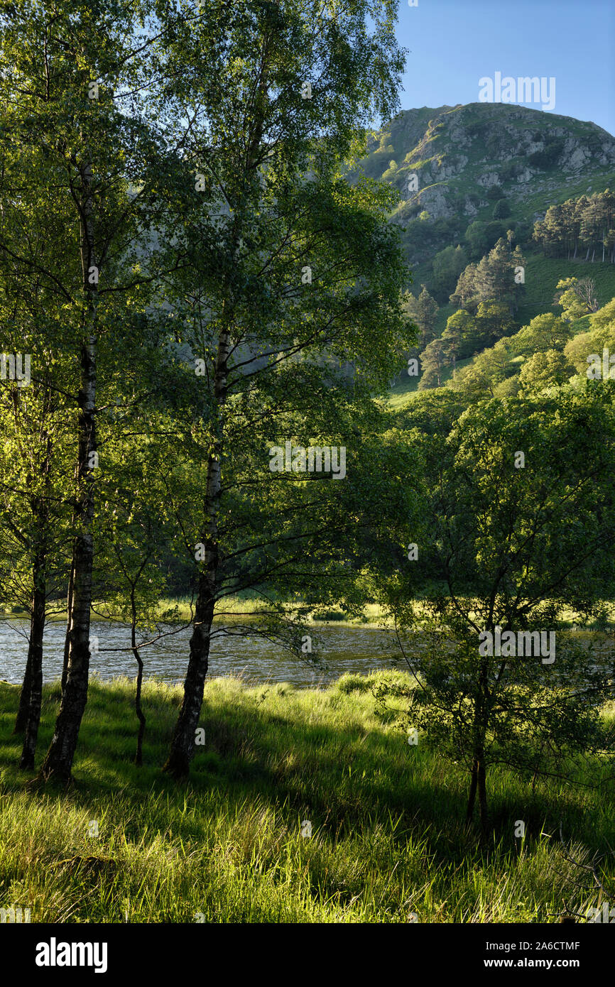 Nab Scar mountain on the Rydal Water lake of River Rothay at Rydal with sidelit trees and grass Lake District National Park Cumbria England Stock Photo