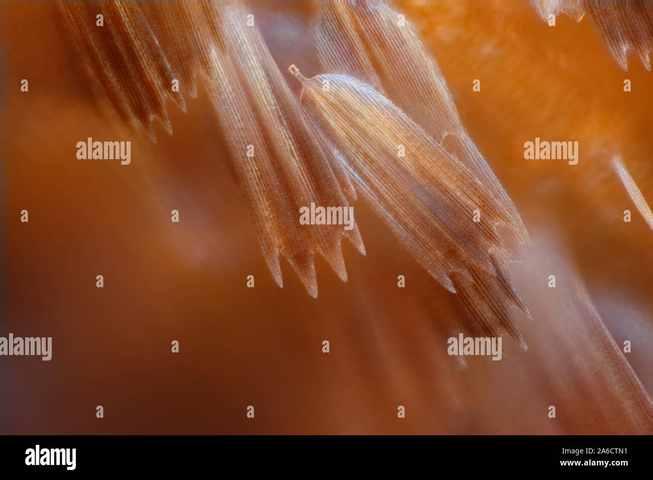 Butterfly scales, fjärilsfjäll Stock Photo