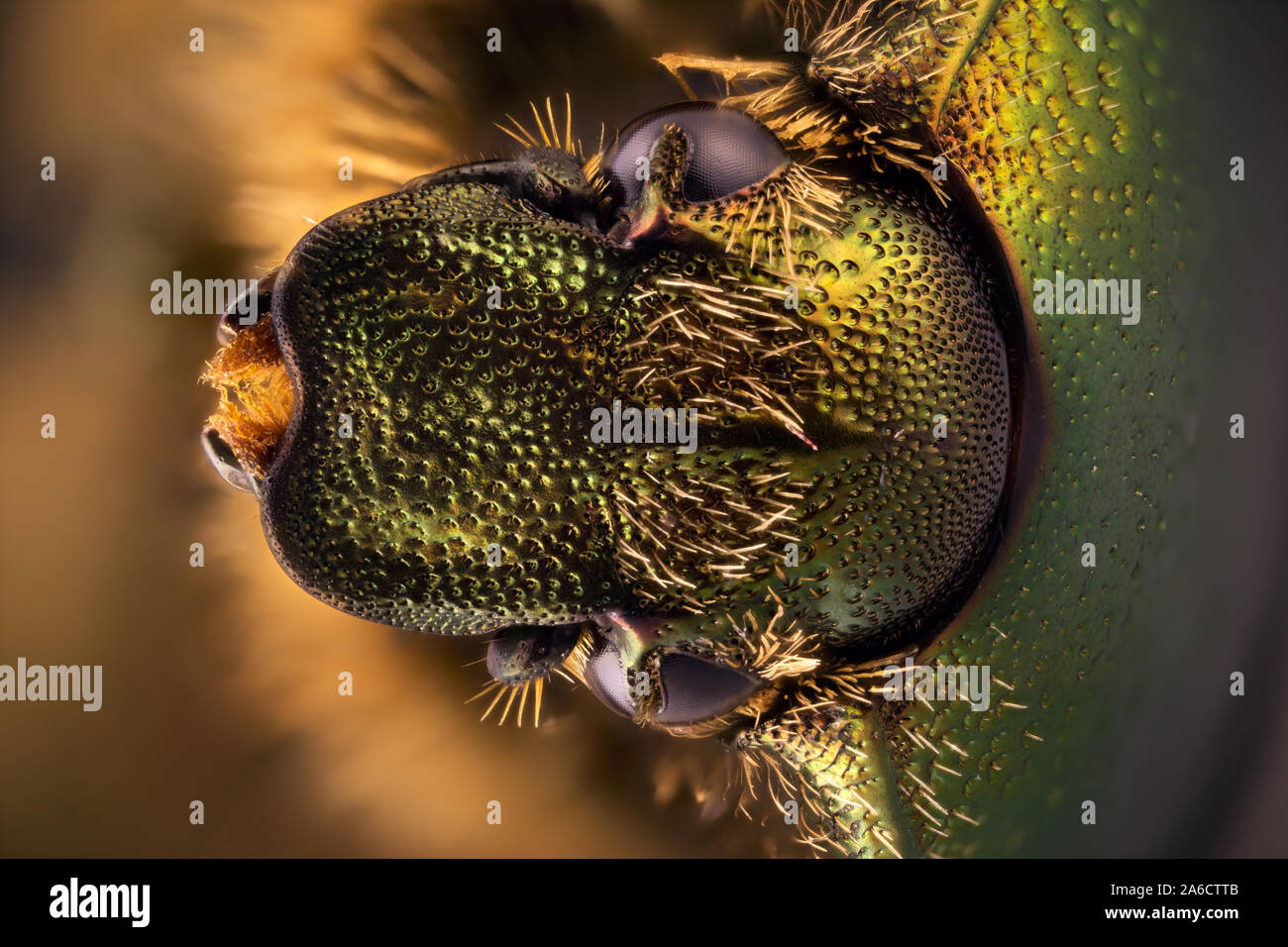 Rose chafer, Cetonia aurata, Guldbagge Stock Photo