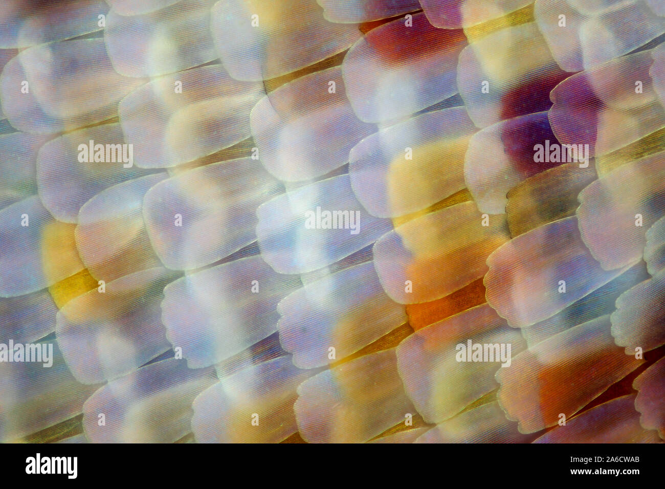 Butterfly scales from a Peacock butterfly or European peacock (Aglais io), Påfågelöga Stock Photo