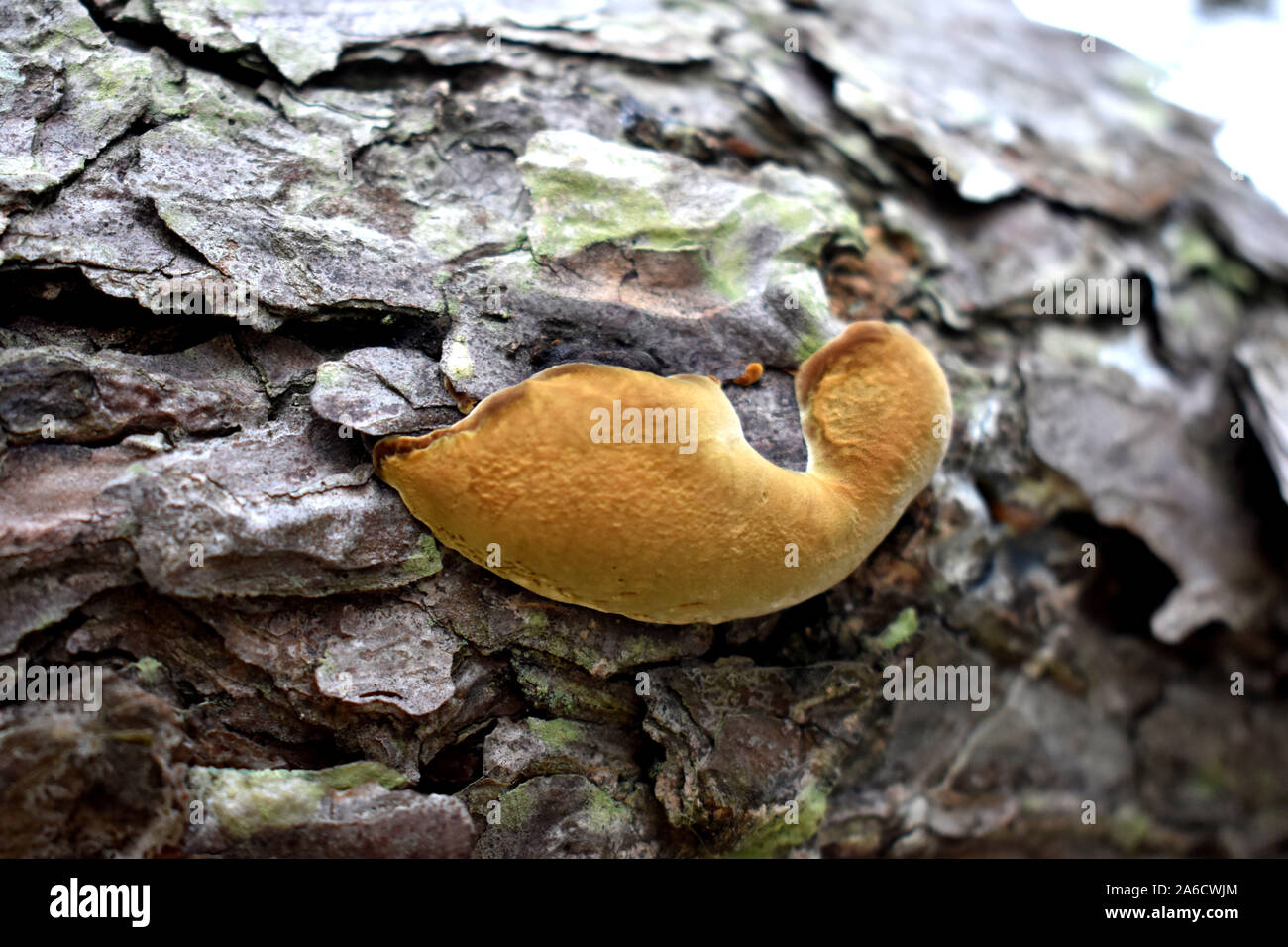 Pine Tree Fungus Stock Photo Alamy