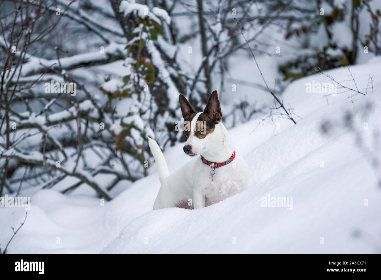 Small mostly white Jack Russell Terrier dog standing in deep fresh snow on a forested hillside Stock Photo